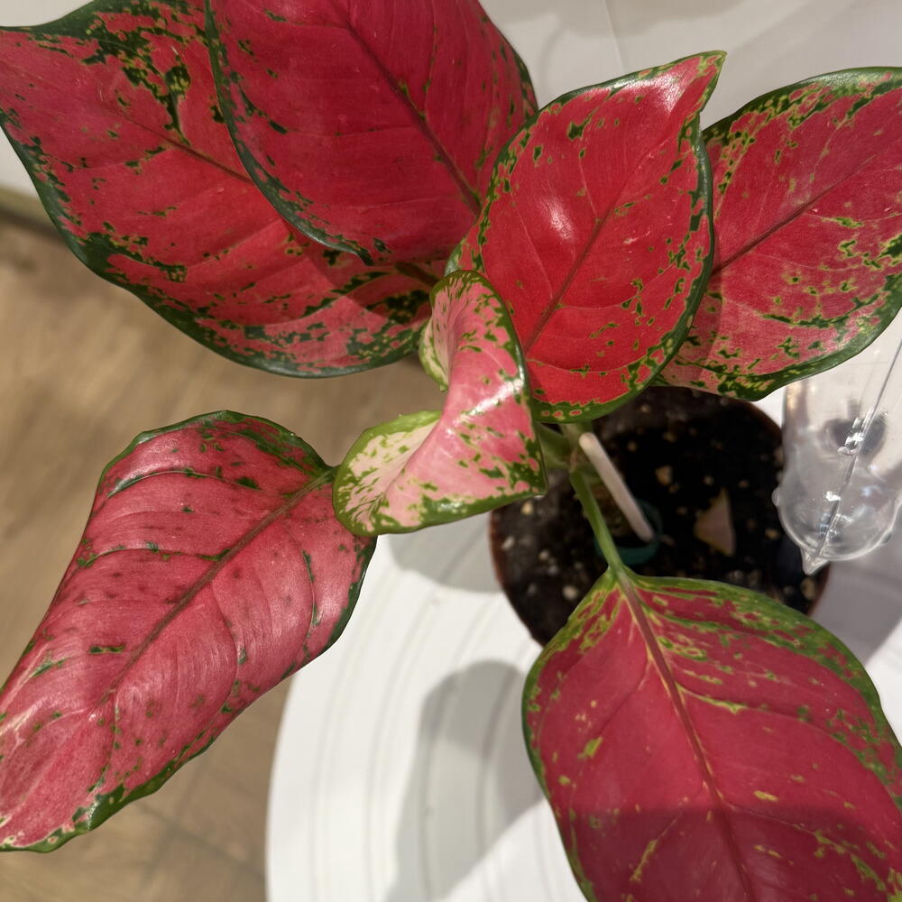 Англаонема с системой полива Птичка