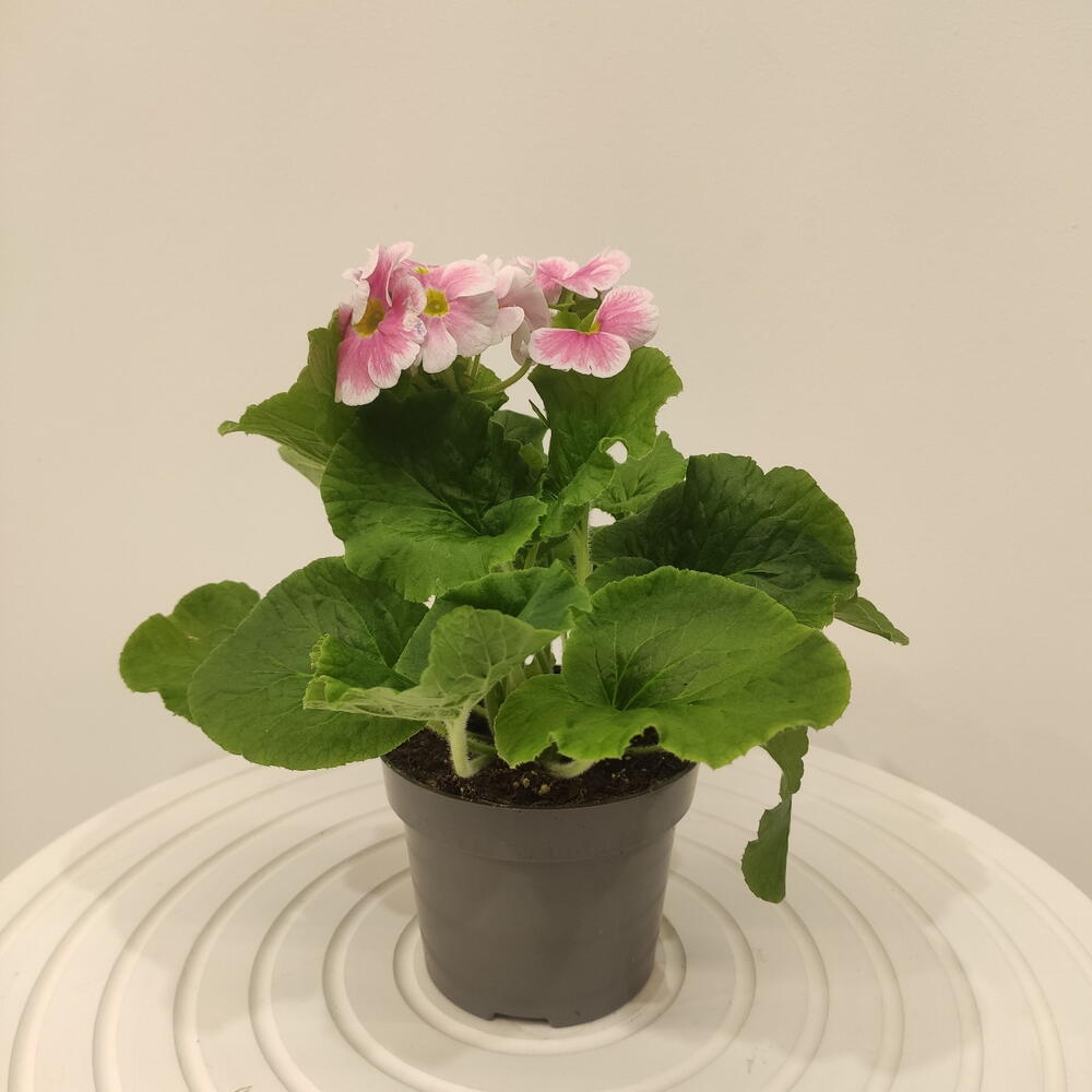 Комнатное растение Примула
